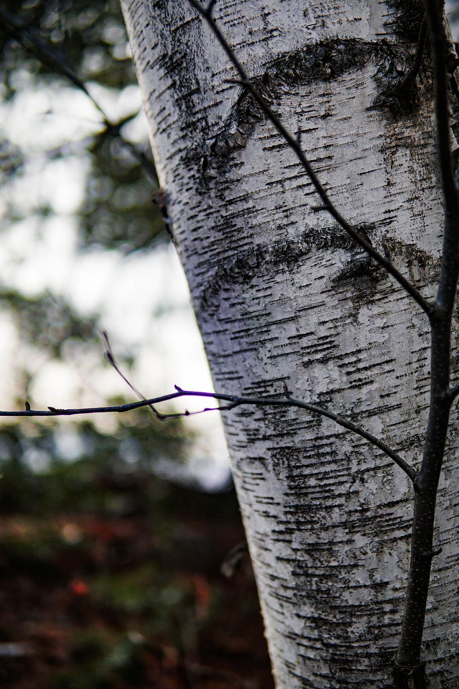 tree, plant, tree trunk, birch, cricket insect, invertebrate HD wallpaper