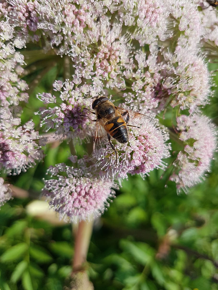 hoverfly, mist bee, flight insect, syrphidae, diptera, pollination HD wallpaper