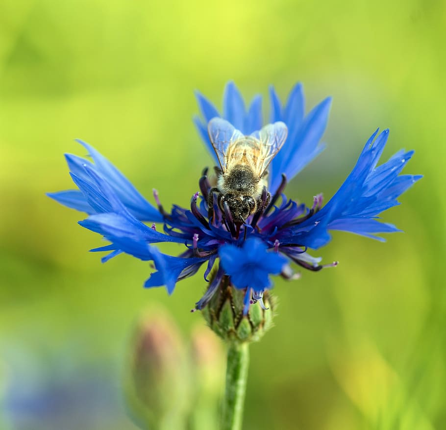 bee, cornflower, blue, green background, meadow, nature, field HD wallpaper