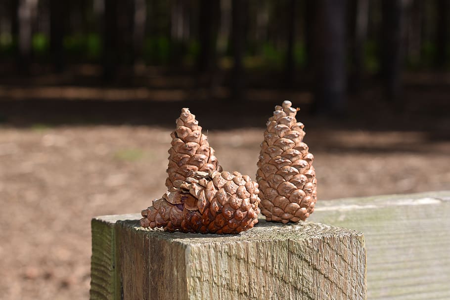 pine cones, three, woods, england, forest, nature, wood - material HD wallpaper