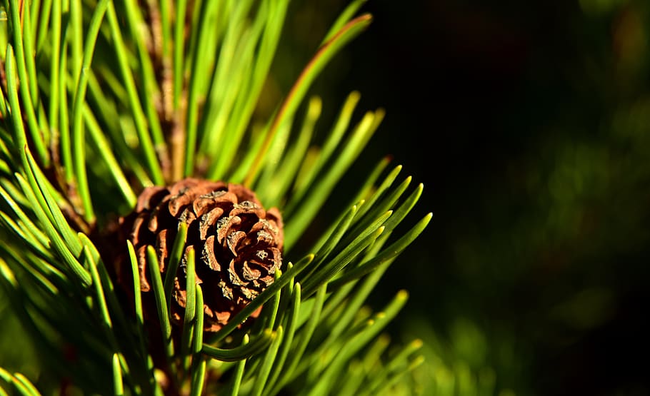 tap, pine, nature, tree, branch, conifer, needles, plant, autumn HD wallpaper