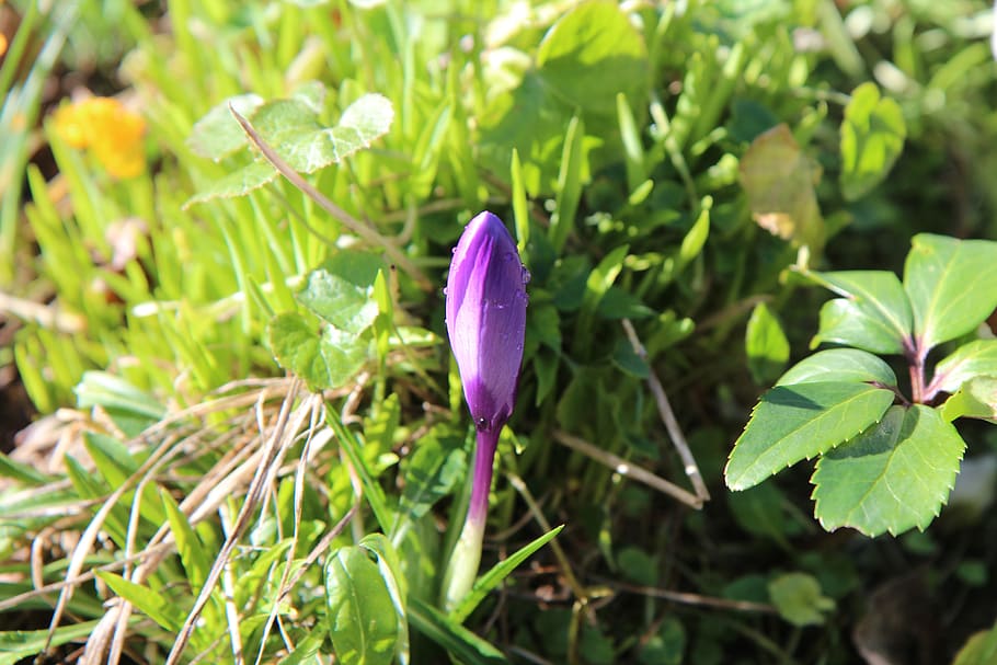 crocus, crocus blue, bulb, flowering, plant, growth, beauty in nature HD wallpaper