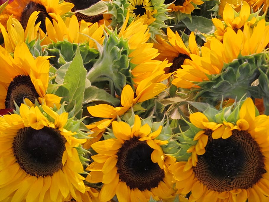 flower, sun, yellow, fresh, freshness, flowering plant, fragility HD wallpaper