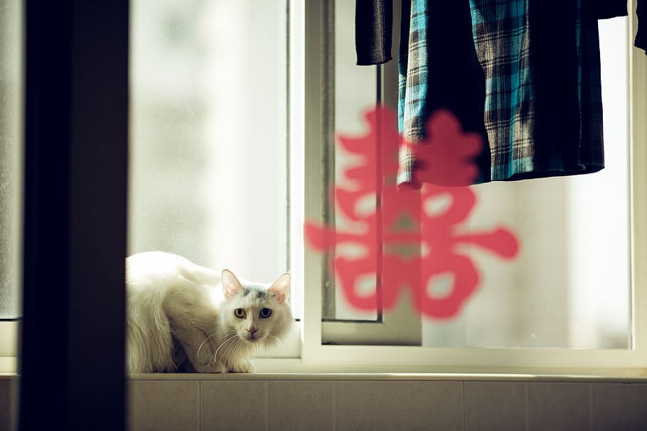 wedding, cat, pets, domestic, mammal, domestic cat, domestic animals HD wallpaper