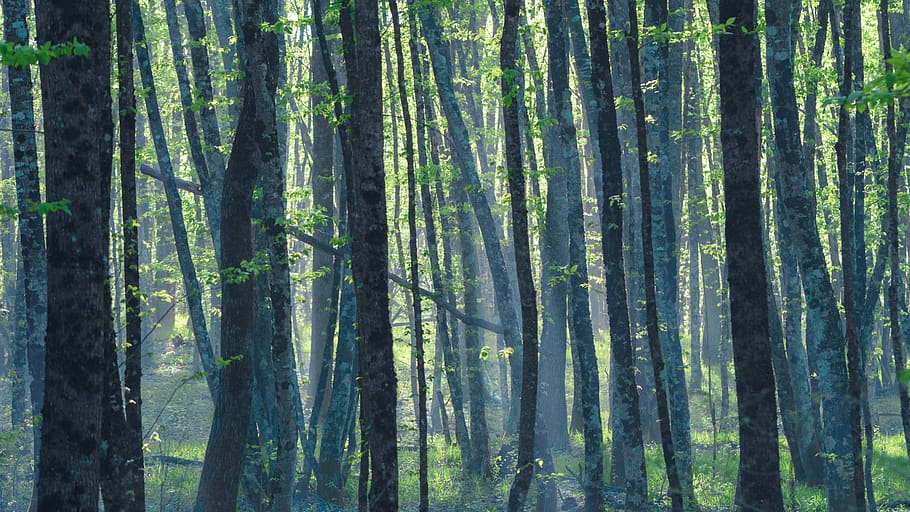forest, trees, fog, spring, outdoor, travel, nature, trunk HD wallpaper