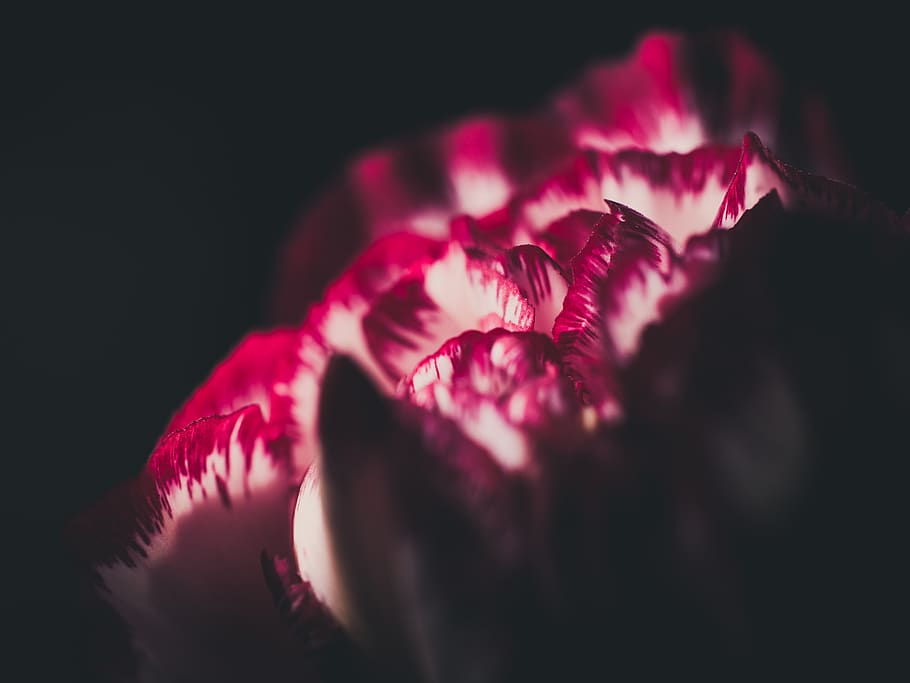 Red and White Tulip Closeup Photography, bloom, blossom, close-up HD wallpaper