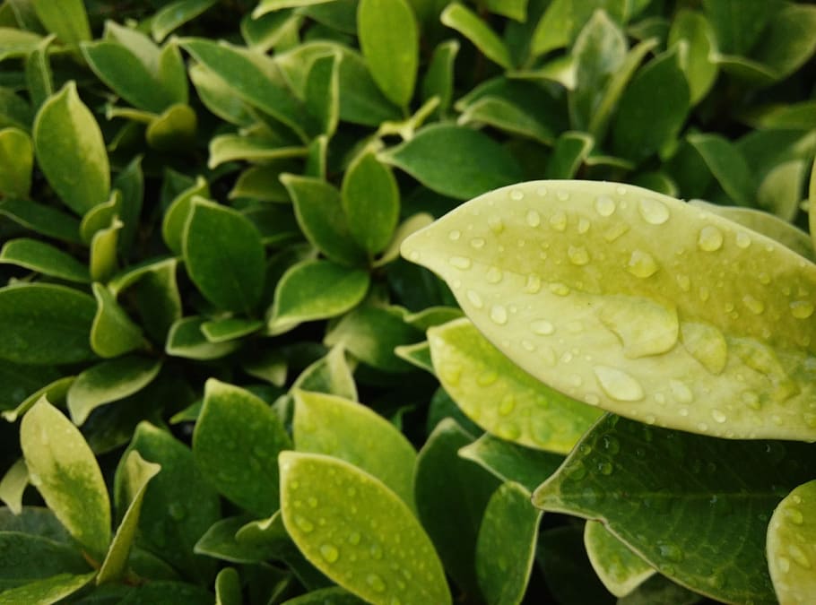 plant, leaf, flower, green, produce, evergreen, botany, flora HD wallpaper