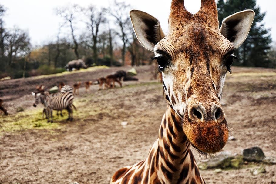 giraffe on brown sand, animal, animal themes, animal wildlife HD wallpaper