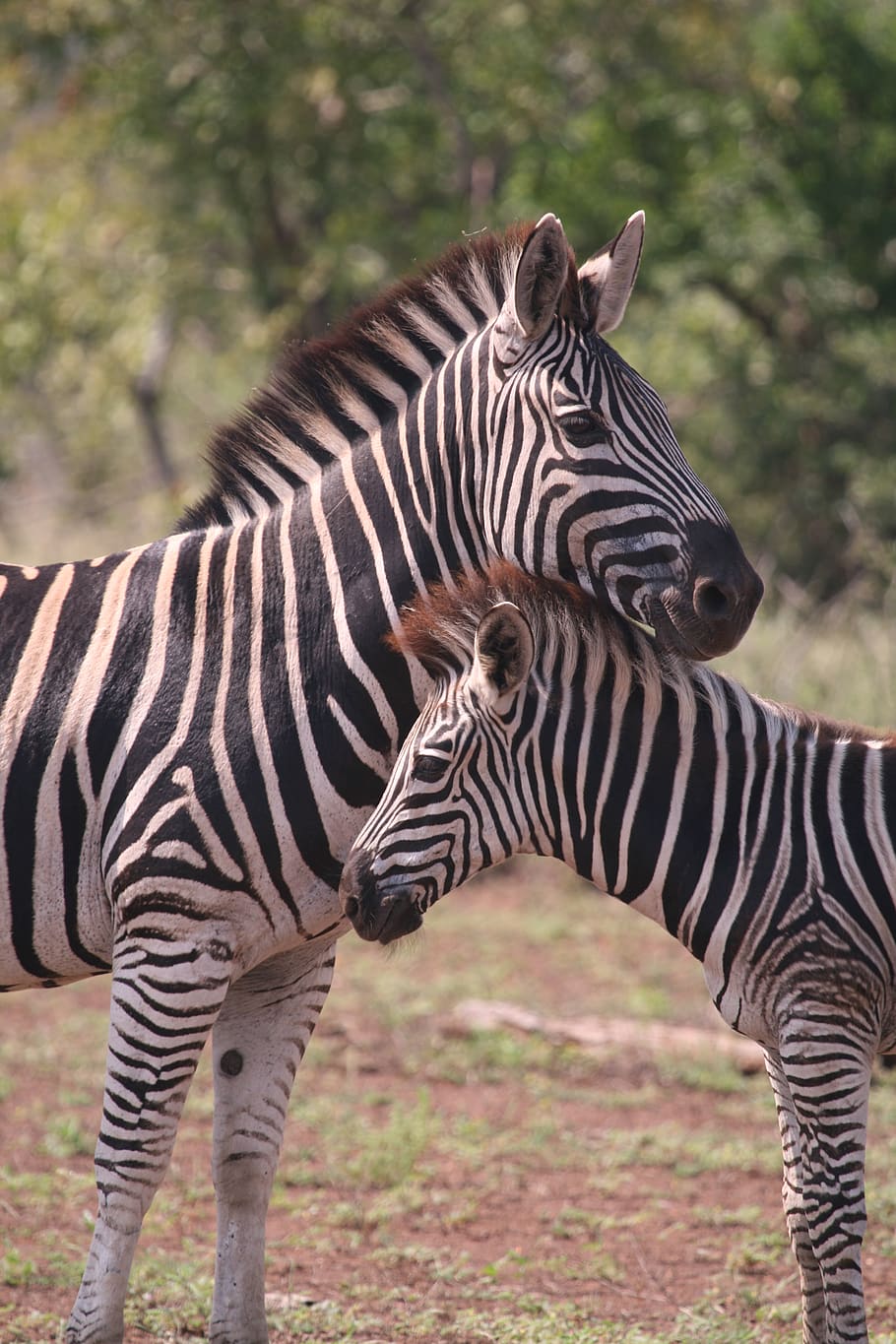 two zebra photography, animal, animal themes, mammal, animal wildlife HD wallpaper