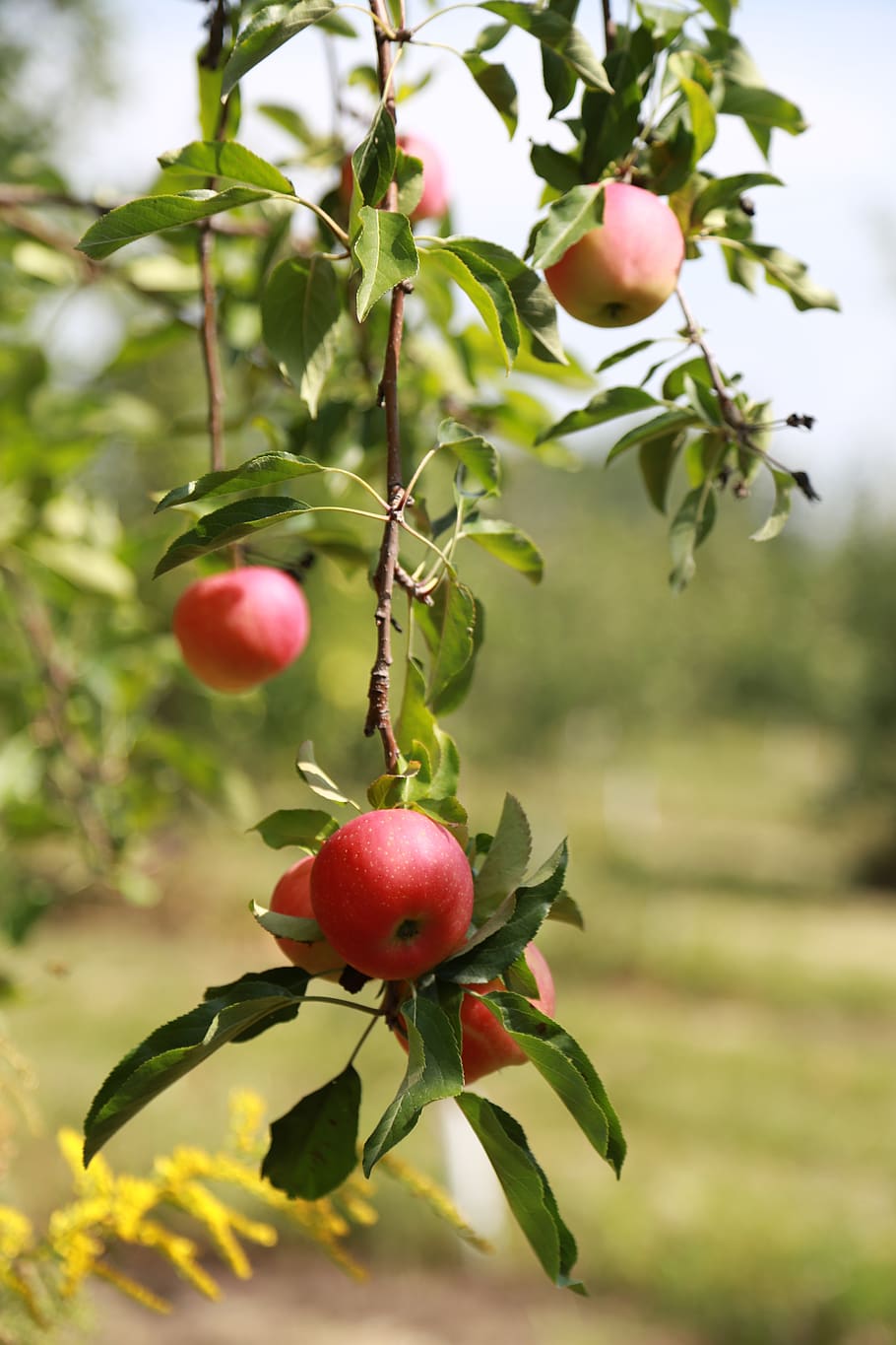 apple, apple tree, fruit, orchard, wood, nature, red, ripe, HD wallpaper