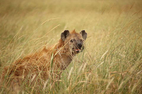 hyena, animals in the wild, animal wildlife, mammal, one animal HD wallpaper