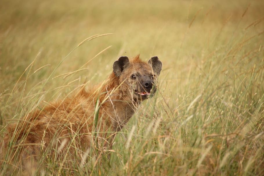 hyena, animals in the wild, animal wildlife, mammal, one animal HD wallpaper