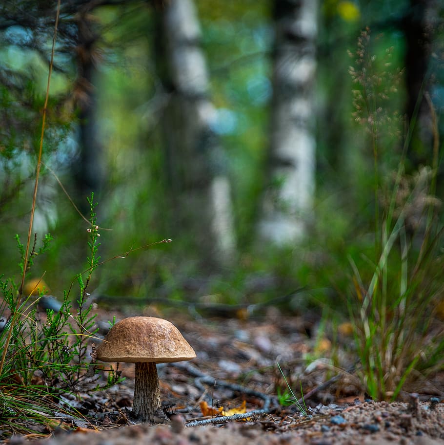Selective Focus Photography of Brown Mushroom, blurred background HD wallpaper