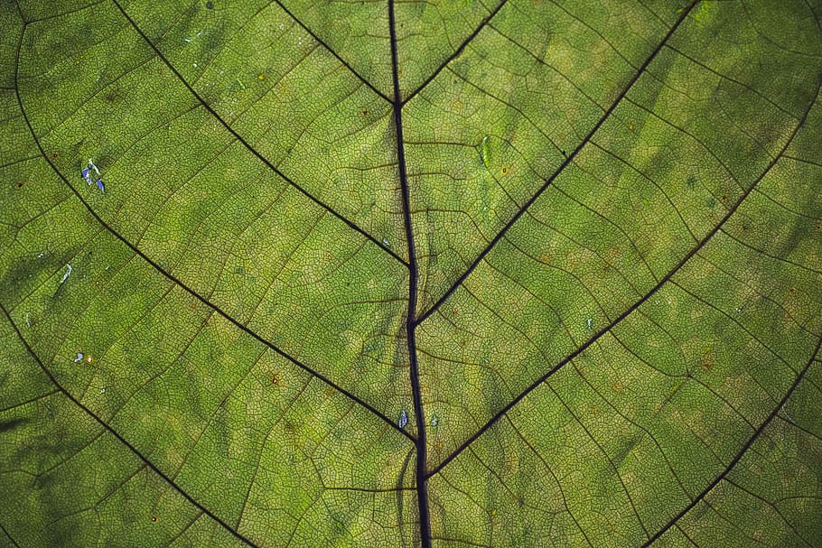 Close-up Photography of Green Leaf, growth, pattern, texture HD wallpaper
