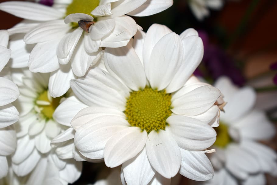 chrysanthemum, white, flower, macro, nature, beautiful, color HD wallpaper
