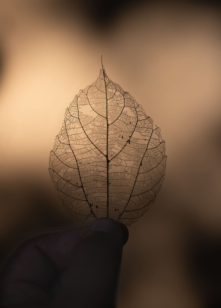Dry Leaf On Focus Photography, backlit, macro, silhouette, human body part HD wallpaper