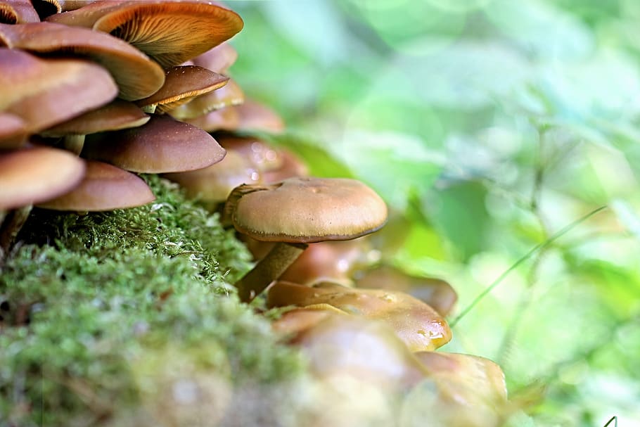 mushrooms, forest, tree, moss, brown, lamellar, nature, autumn HD wallpaper