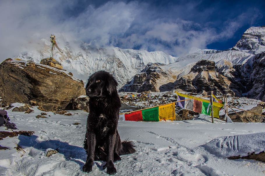 Black Dog on Snowy Mountain, clouds, cold, daylight, frozen, ice HD wallpaper