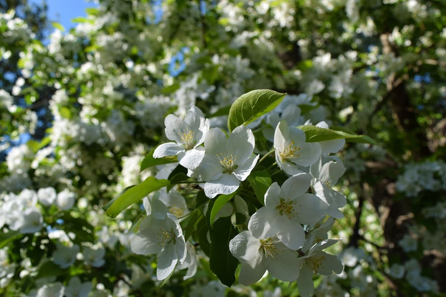 flowers, white, nature, bloom, spring, beautiful, flowering plant, HD wallpaper
