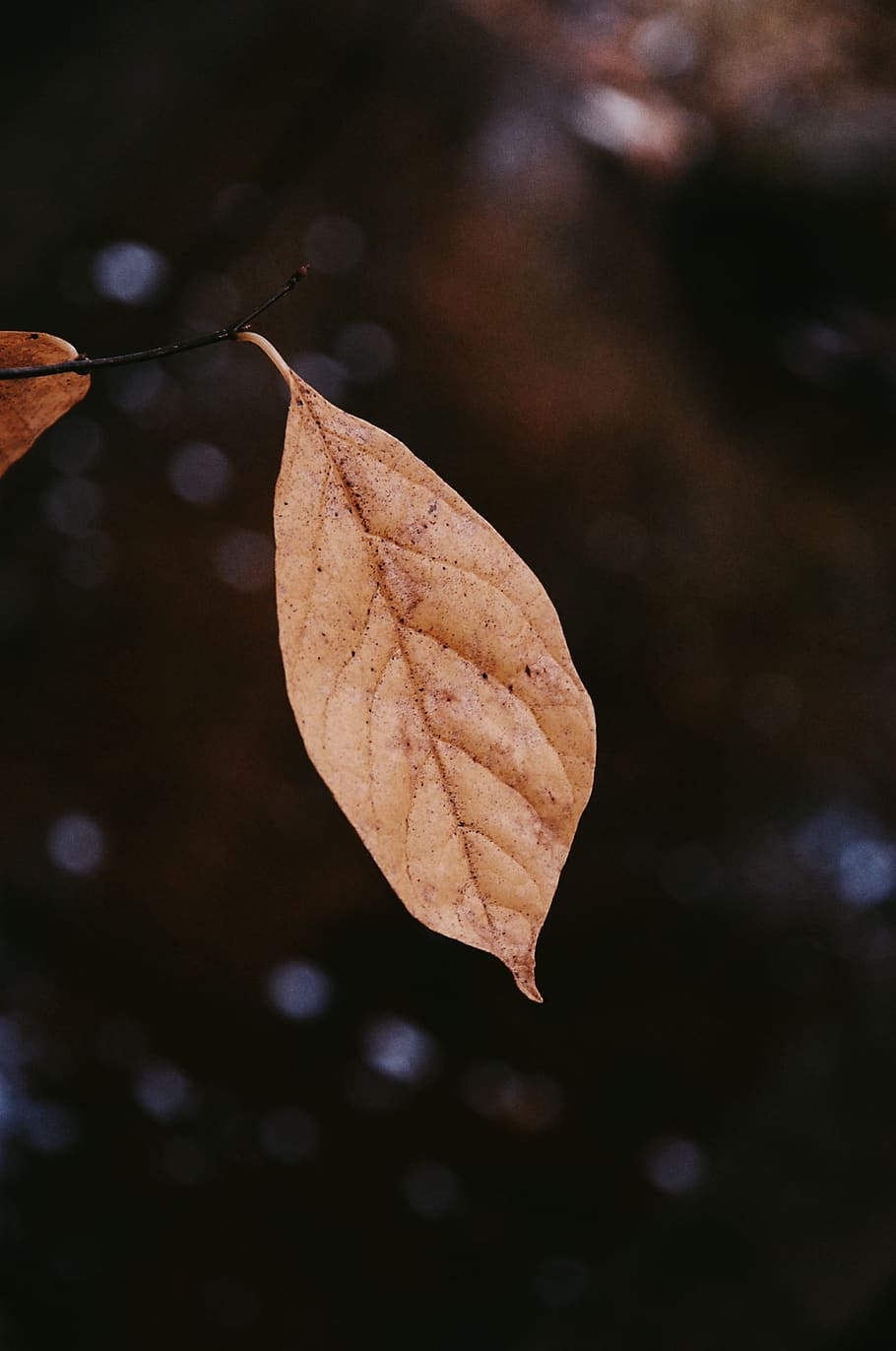 trees, forest, nature, seasons, fall, plant part, leaf, close-up HD wallpaper