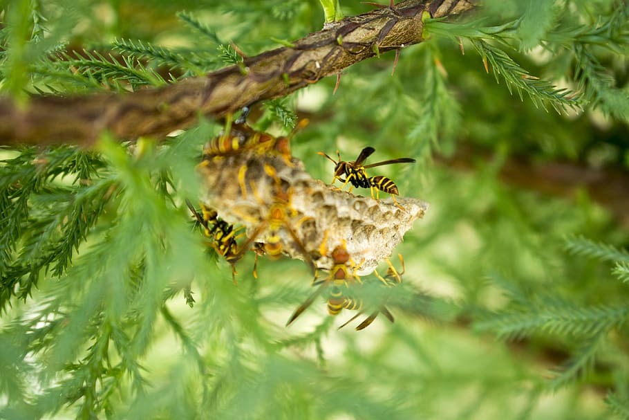 wasp, nature, insects, sting, animal wildlife, animals in the wild, HD wallpaper