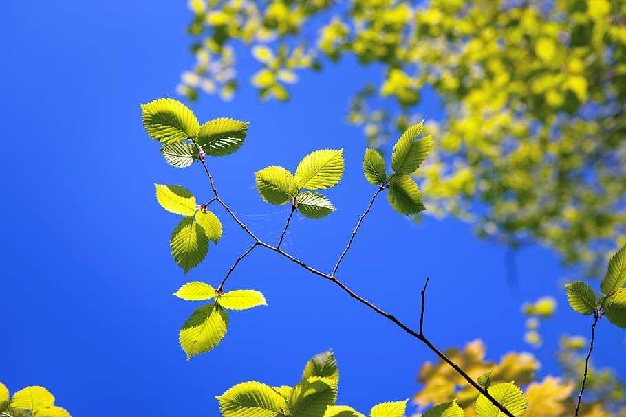 leaves, leaf, leafs, seasonal, summer, blue, many, forest, flora HD wallpaper