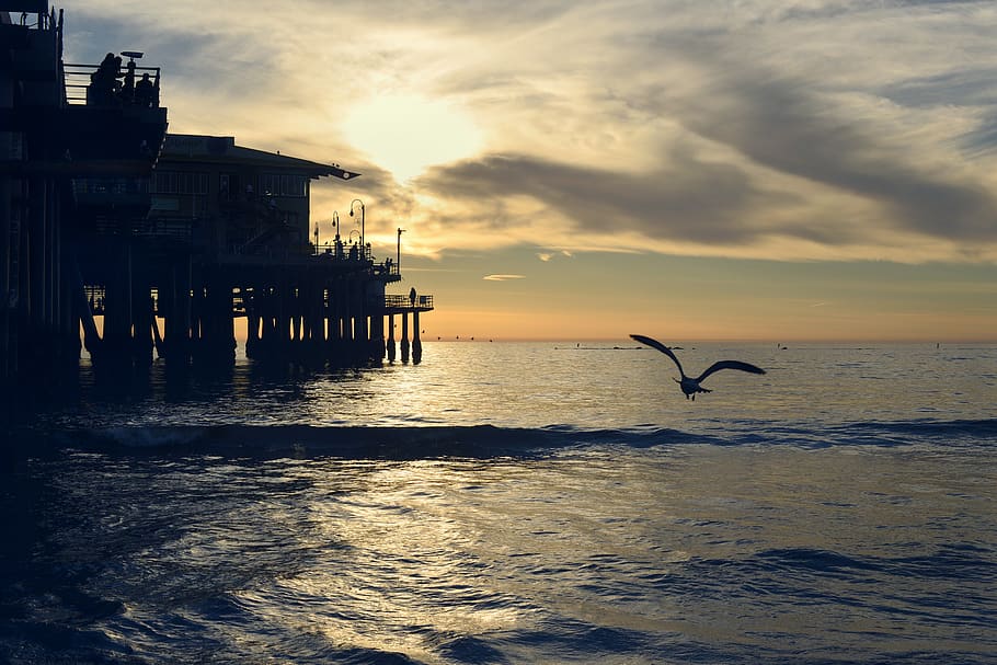 Silhouette Photography of Bird Near Sea Dock, beach, clouds, dawn HD wallpaper