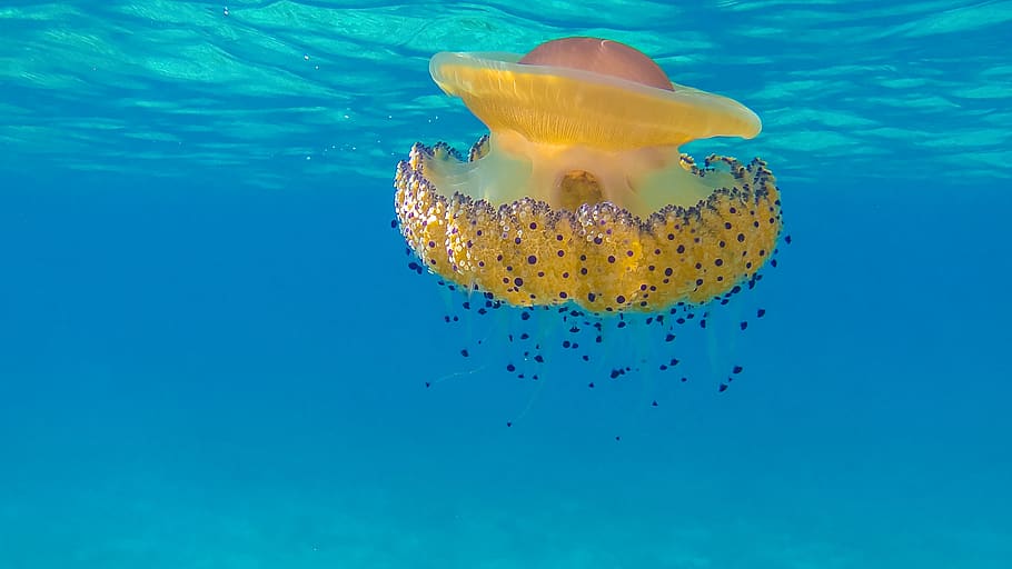 underwater, jellyfish, sea, animal themes, animals in the wild HD wallpaper