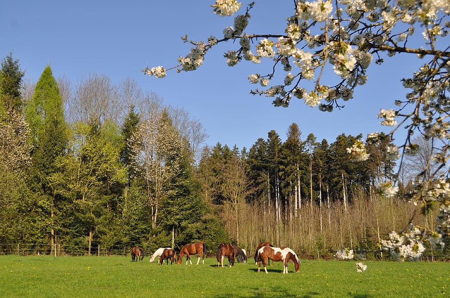 tree, nature, landscape, sky, outdoors, cherry blossom, horse HD wallpaper