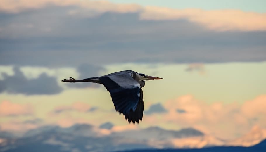 bird, heron, flight, clouds, mountains, animal themes, animals in the wild HD wallpaper