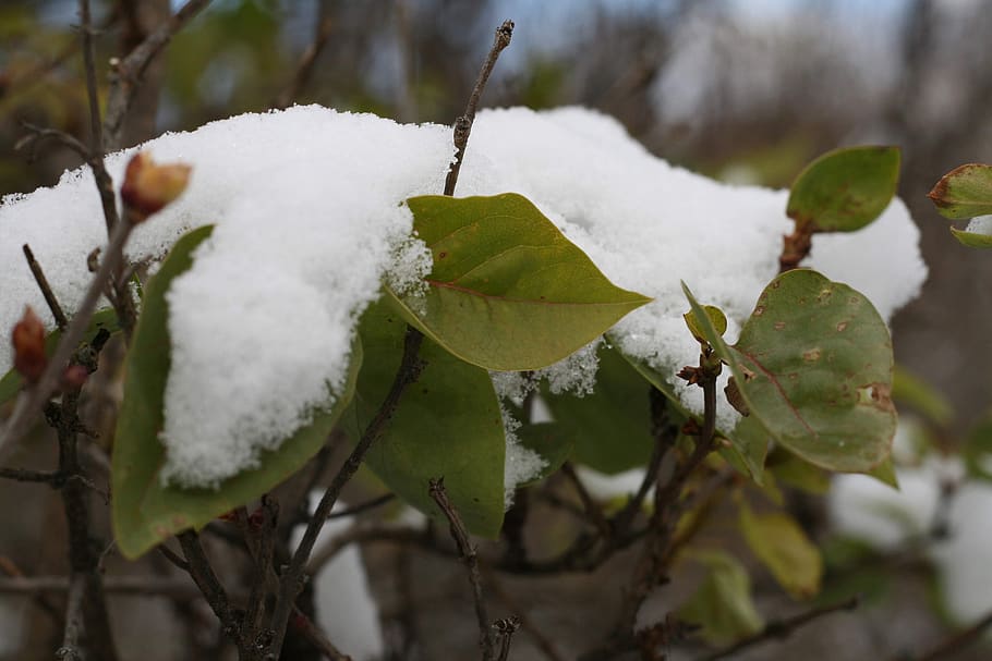 snow, cold temperature, winter, leaf, plant part, white color HD wallpaper