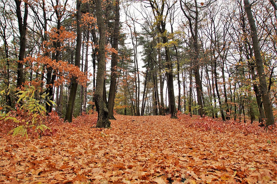 forest, autumn, fallen, leaves, deciduous, colored, autumnal HD wallpaper