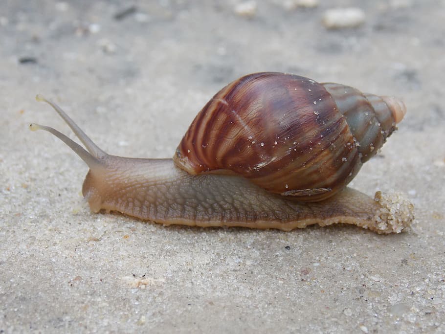 snail, slow, shell, animal, animal themes, animal wildlife HD wallpaper
