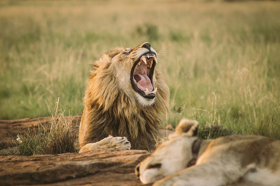 lion lying on grass, lion - feline, animal themes, cat, mouth open HD wallpaper