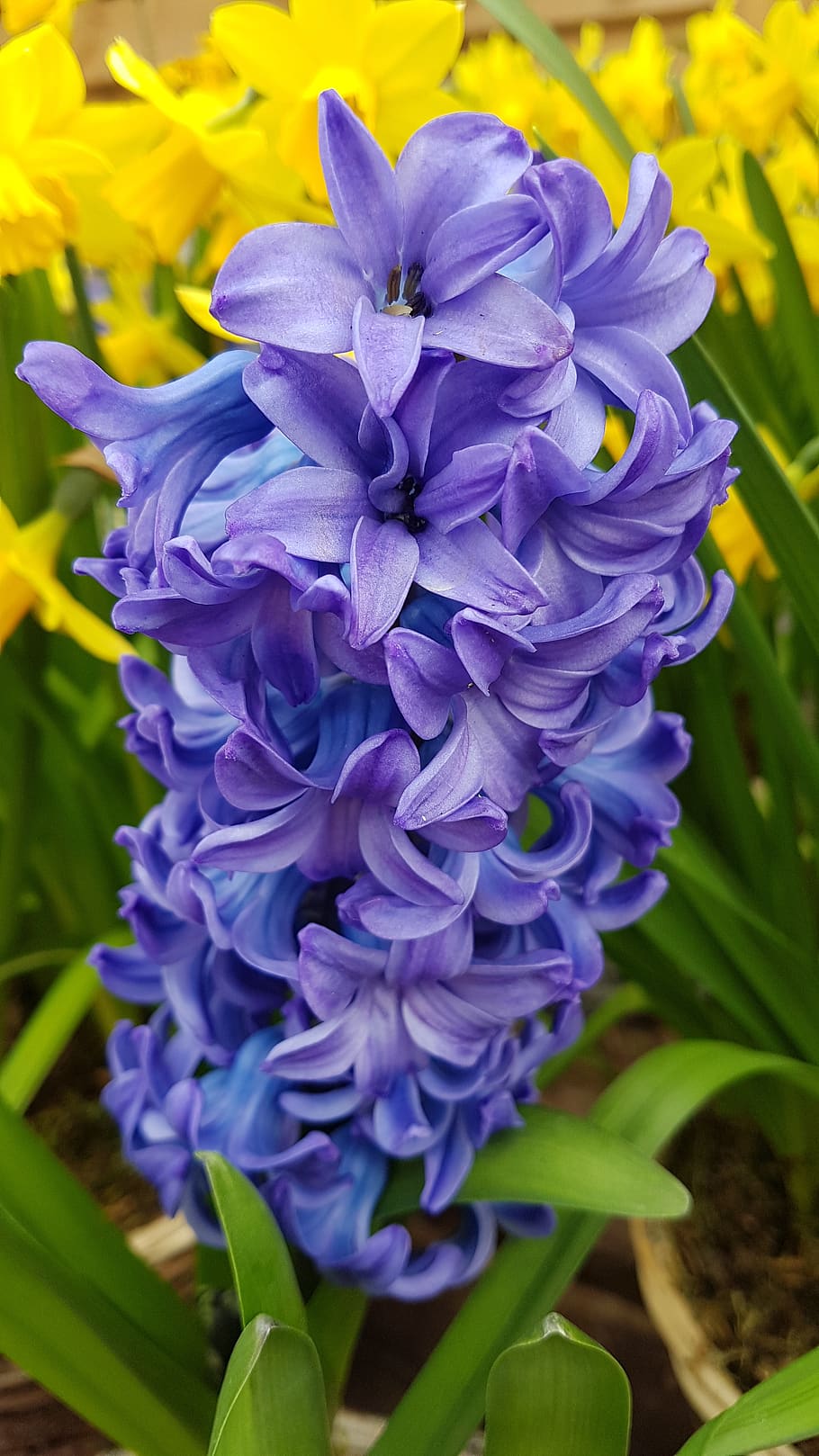 hyacinth, flower, spring, fragrant, hyacinthus, blue, garden, HD wallpaper
