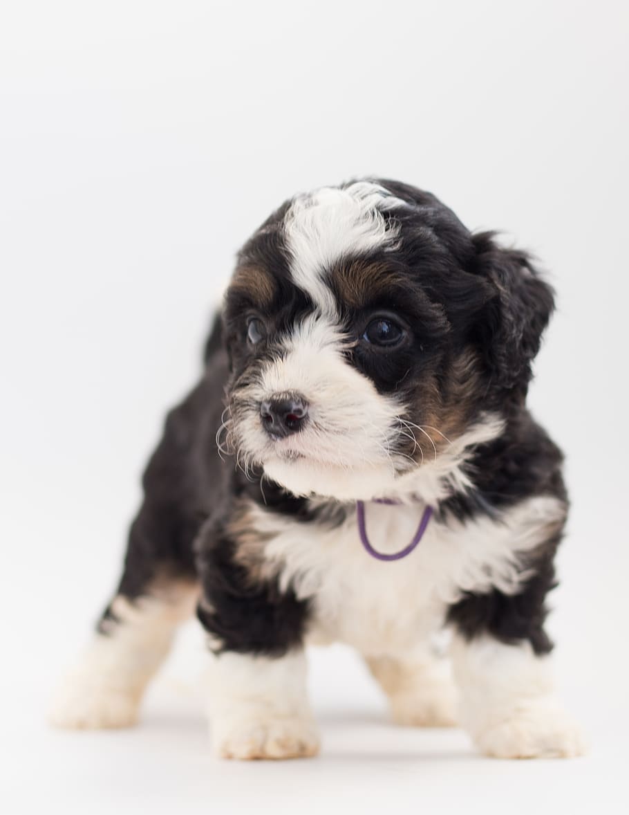 bernedoodle, dog, puppy, poodle, bernese mountain dog, domestic, HD wallpaper