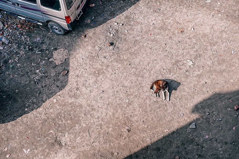 Mellow Doggie, high angle view, animal themes, transportation HD wallpaper