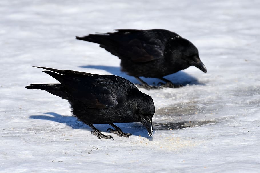 Raven in snow