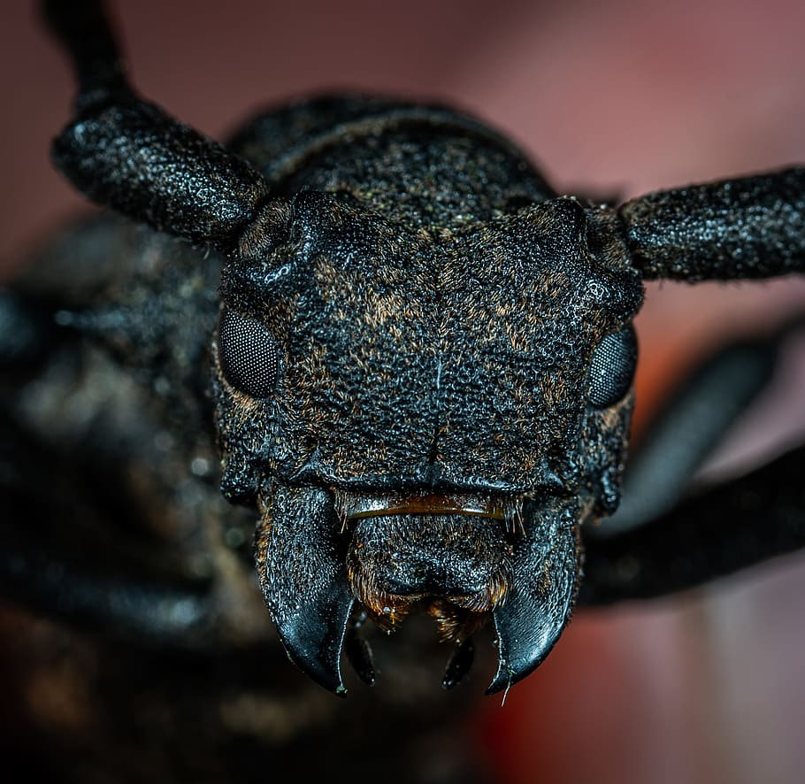 black ant, bug, insect, macro, bokeh, blur, face, animal, nature HD wallpaper