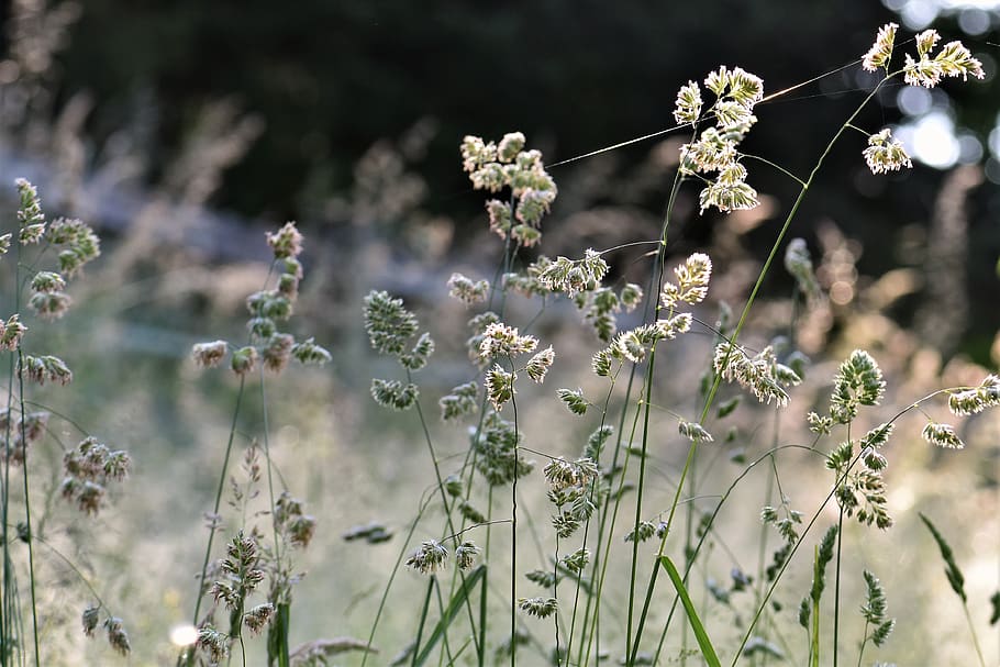 grass, meadow, green, nature, grasses, blade of grass, close up HD wallpaper