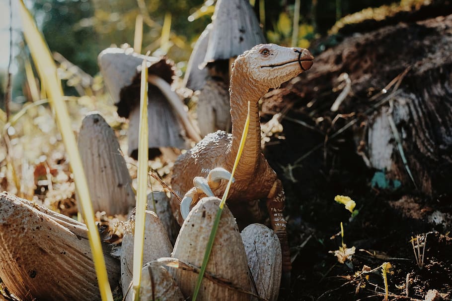 dinosaur, forest, nature, land, plant, focus on foreground HD wallpaper