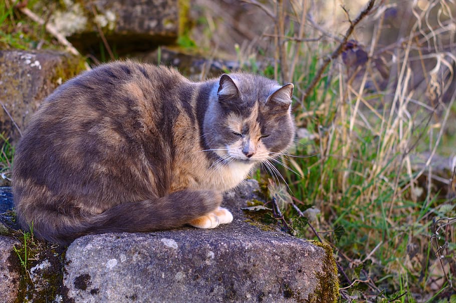 cat, pierre, animals, fur, feline, nature, mammal, animal themes HD wallpaper