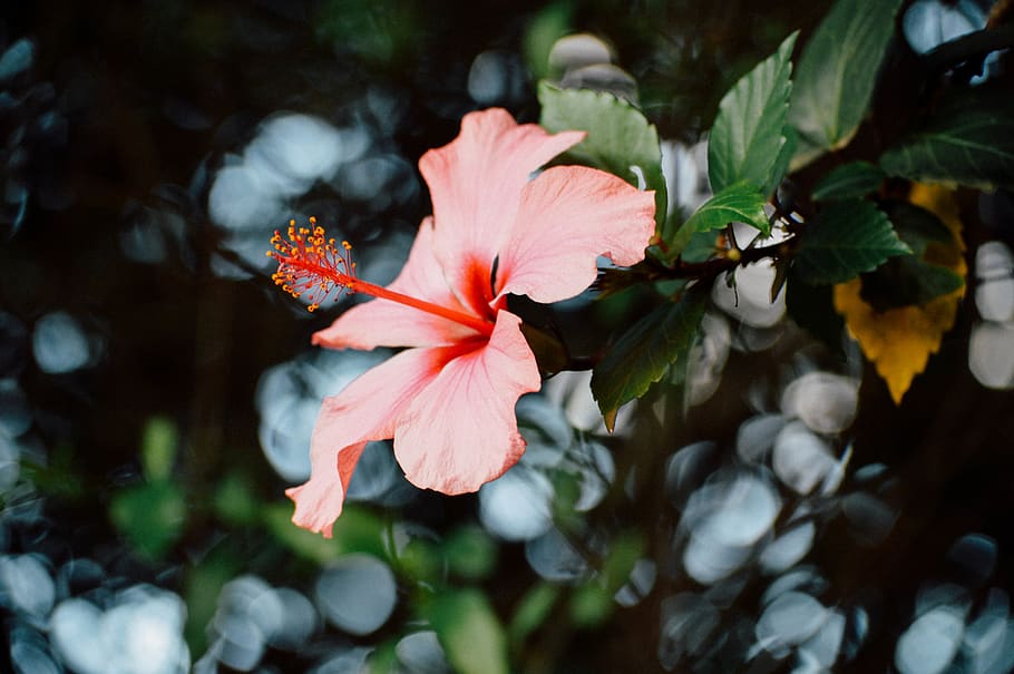 Close-Up Photography of Hibiscus Flower, beautiful, bloom, blooming HD wallpaper