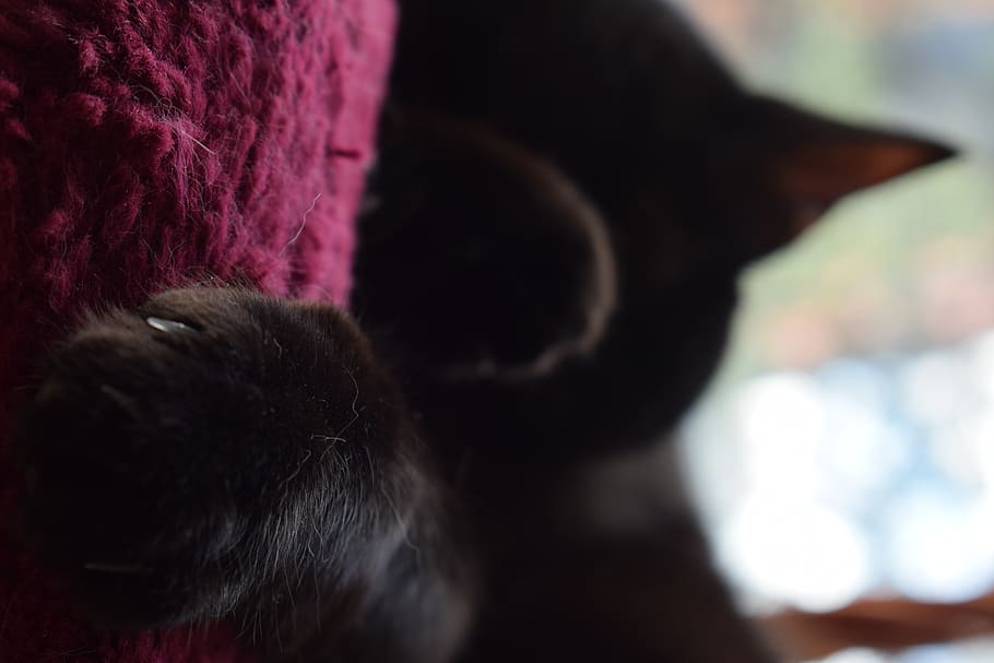 paw, cat, catlovers, mammal, one animal, domestic animals, pets HD wallpaper