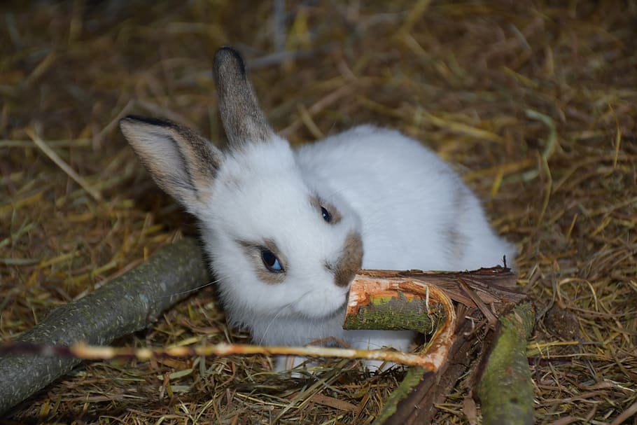 hare, small hare, rabbit, animal, cute, easter, sweet, farm HD wallpaper