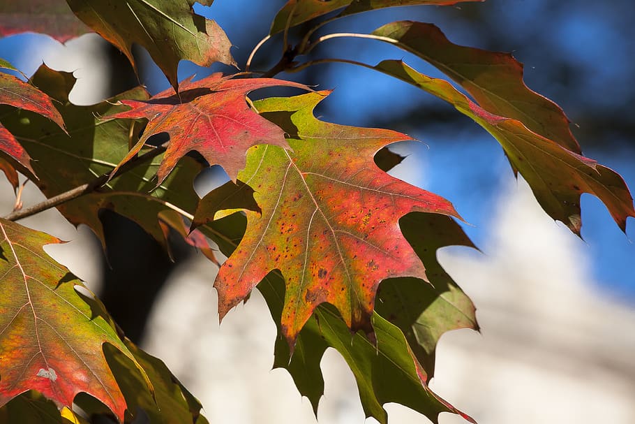 maple, autumn, red, leaves, green, fall foliage, coloring, colorful leaves HD wallpaper