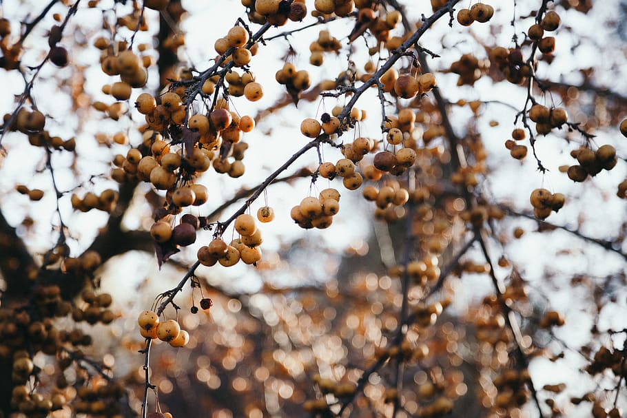 gooseberry tree, plant, produce, food, fruit, persimmon, vegetable HD wallpaper