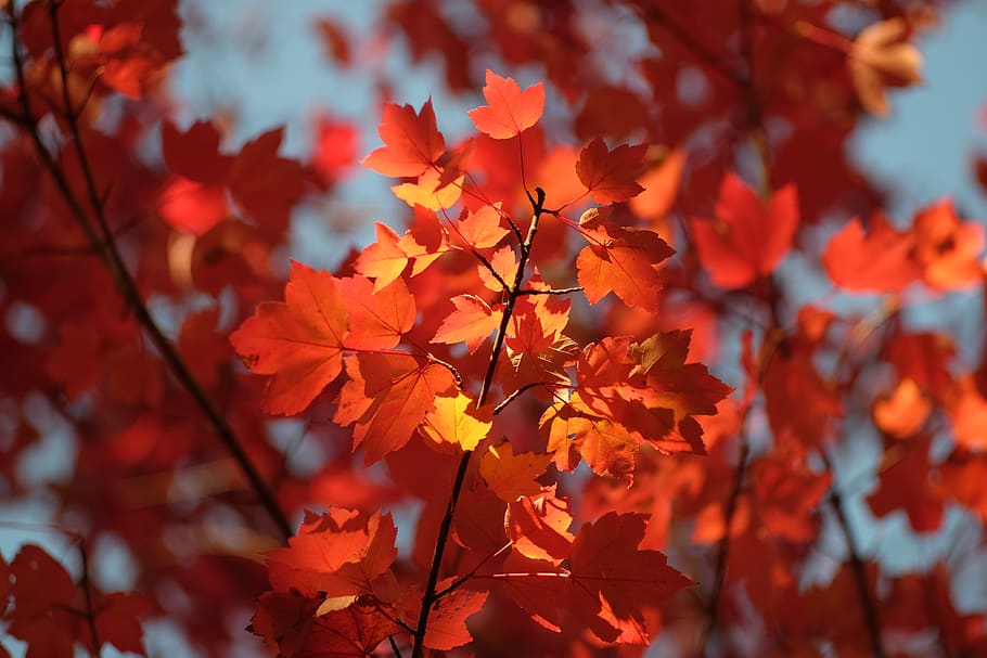 tree, leaves, branch, orange, red, sun, warm, colorful, sunny HD wallpaper