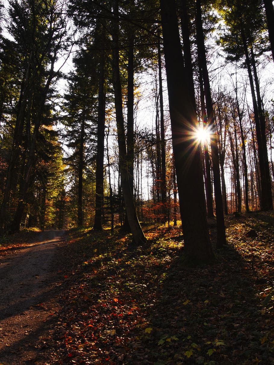 forest, sun, landscape, nature, tree, autumn, backlighting HD wallpaper