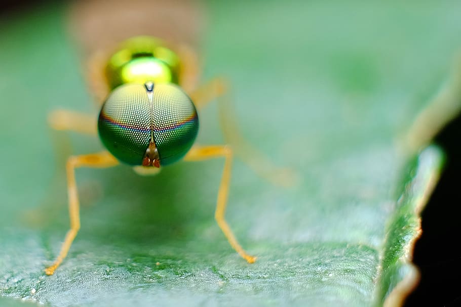 Brown Insect on Green Leafed Plant, blur, bright, eye, focus HD wallpaper